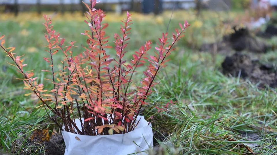Фото: пресс-служба администрации Балашихи