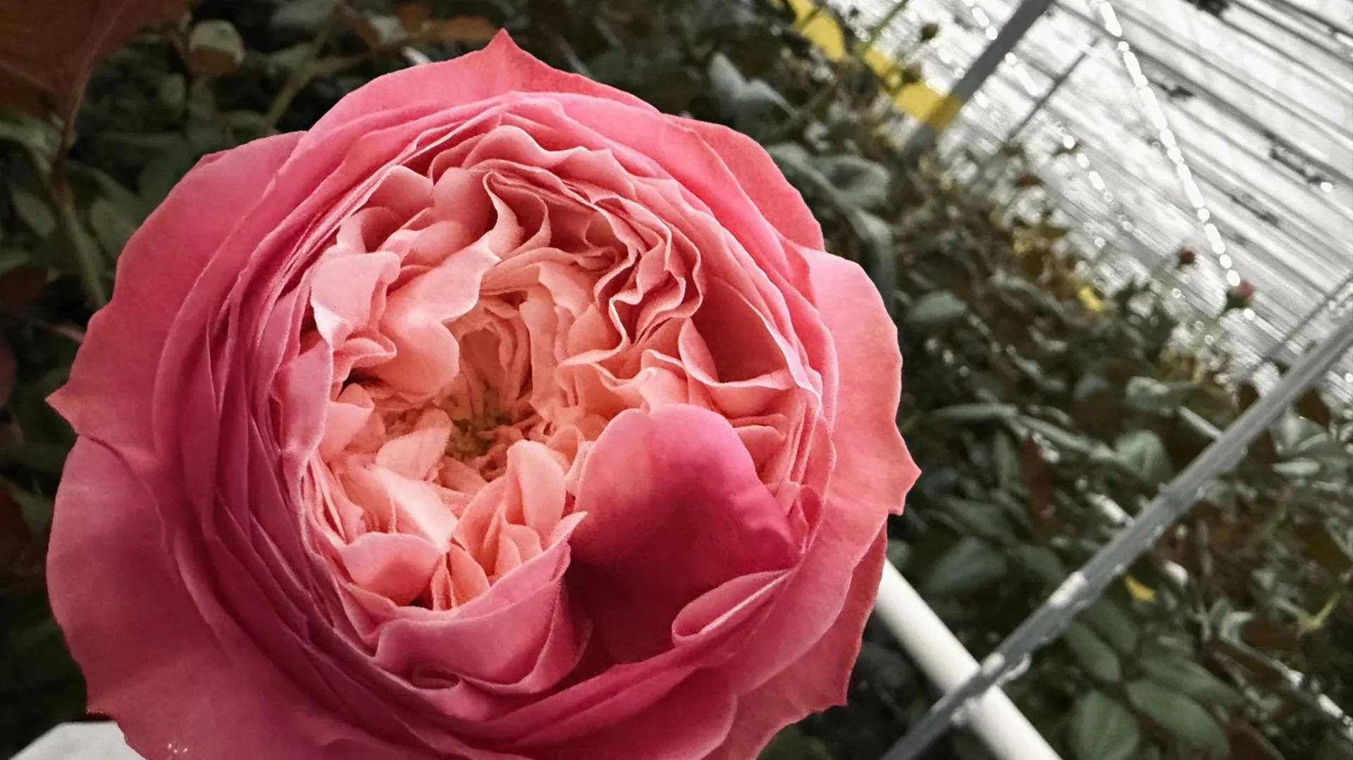 МедиаБанк Подмосковья/Ольга Стаферова