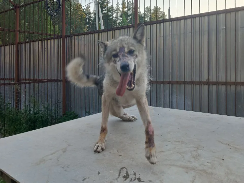 Фото: приют «Чертог волка»