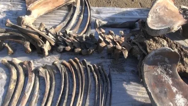 В якутском угольном карьере обнаружили бивни мамонта и череп древнего бизона