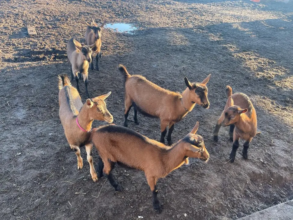 Фото: пресс-служба экофермы
