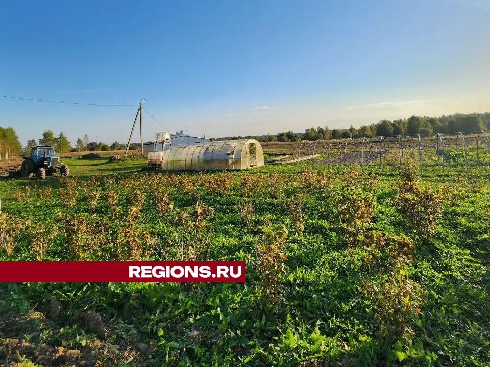 REGIONS/Яна Шаливская