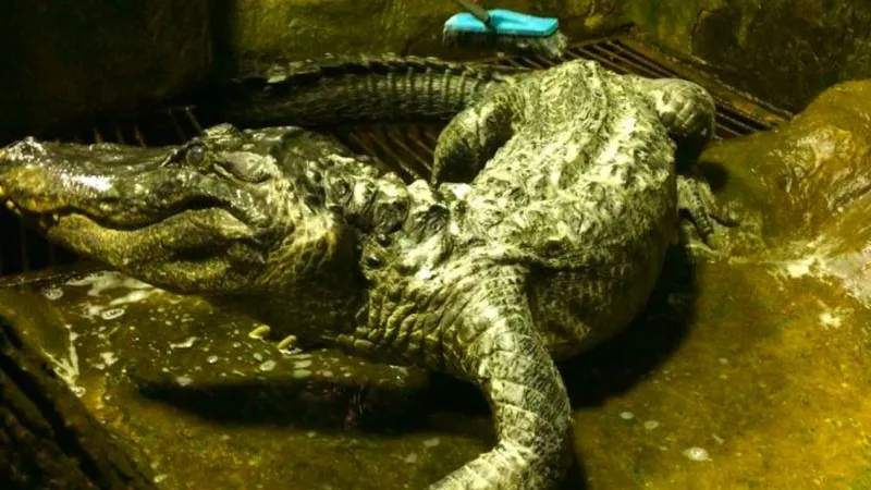 moscowzoo.ru