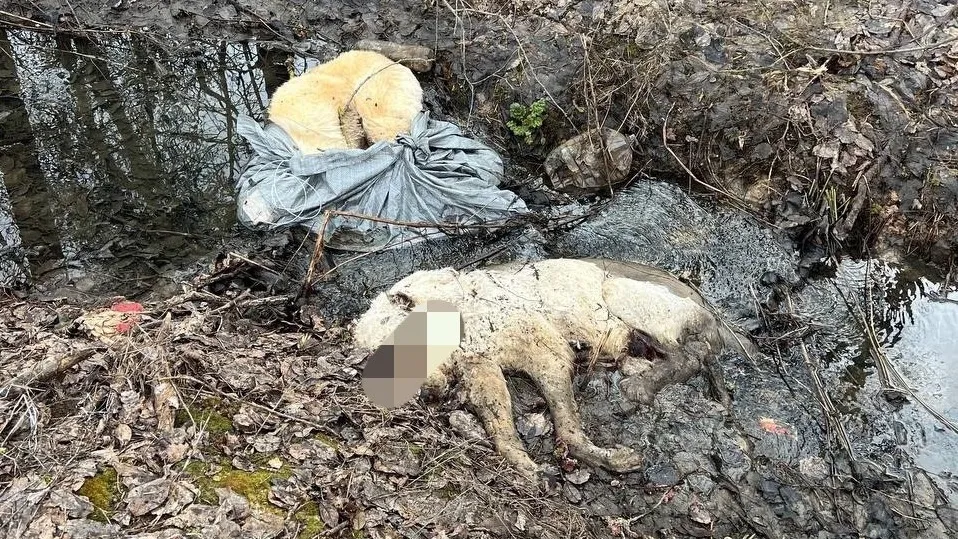 Фото: vk.com/Подслушано | Истра