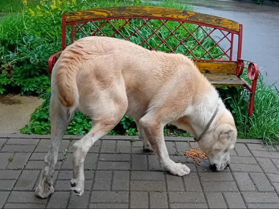 Фото: Звенигородская участковая ветеринарная лечебница