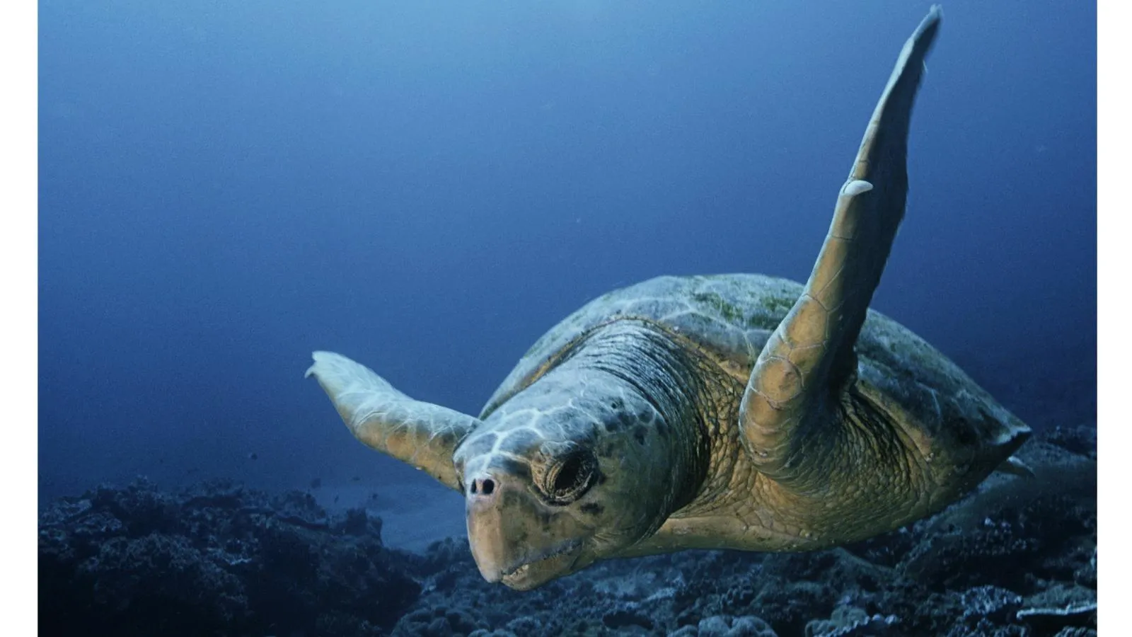 Подводная жительница Мозамбика. Peter Pinnock