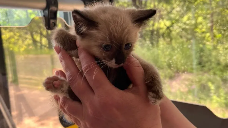 Фото: t.me/mostransavto_info