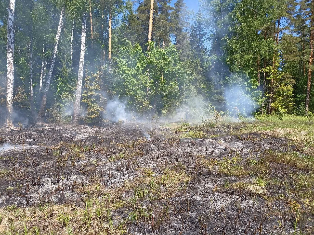 Фото: Комитет лесного хозяйства&nbsp;