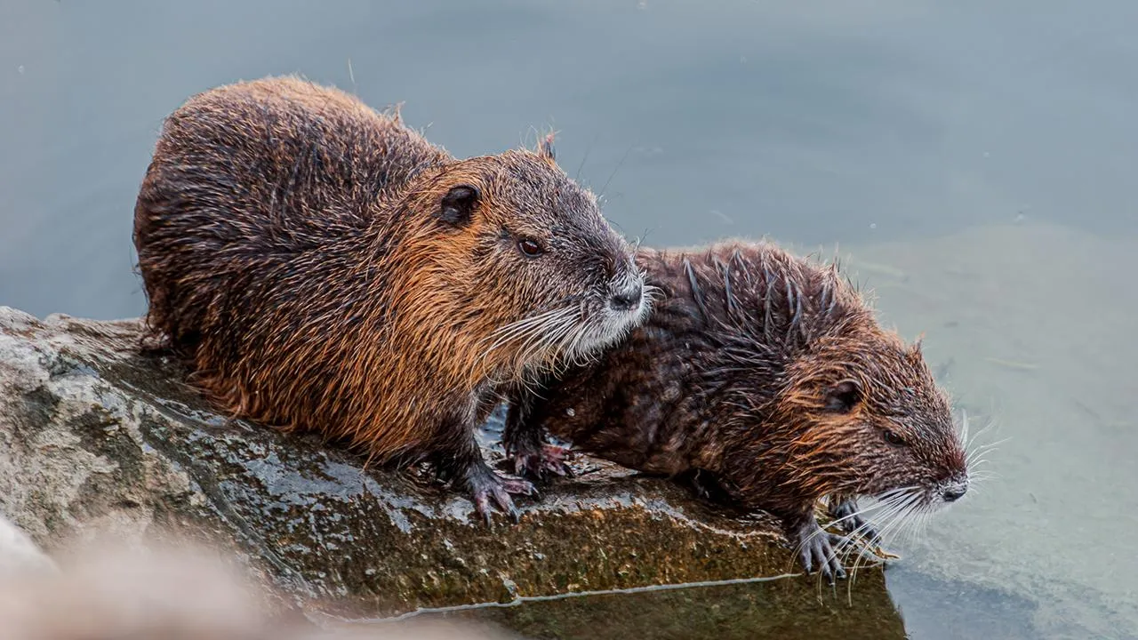 istockphoto.com/serfeo