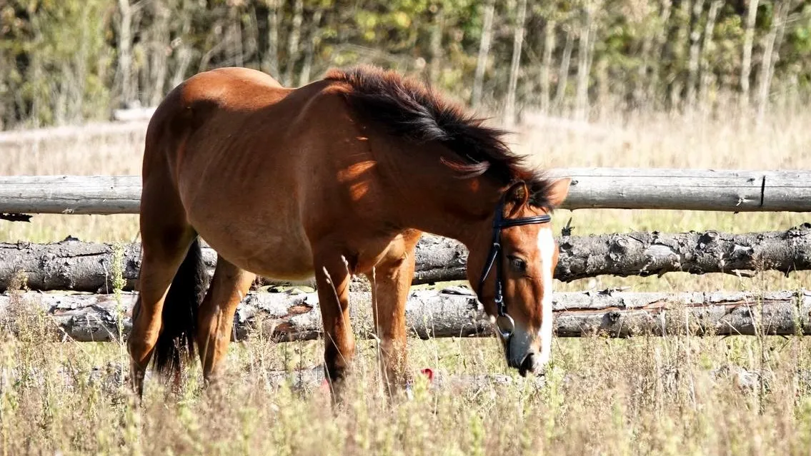 Фото: МедиаБанк Подмосковья/Дарья Леонова