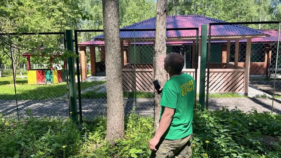 Фото: Комитет лесного хозяйства Московской области