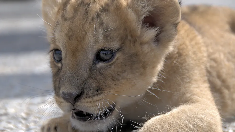 Фото: istockphoto.com/SigridKlop