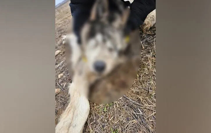 Фото опубликовали волонтеры в группе «Huskyеkb - возьми хаски из приюта» в соцсети «ВКонтакте»