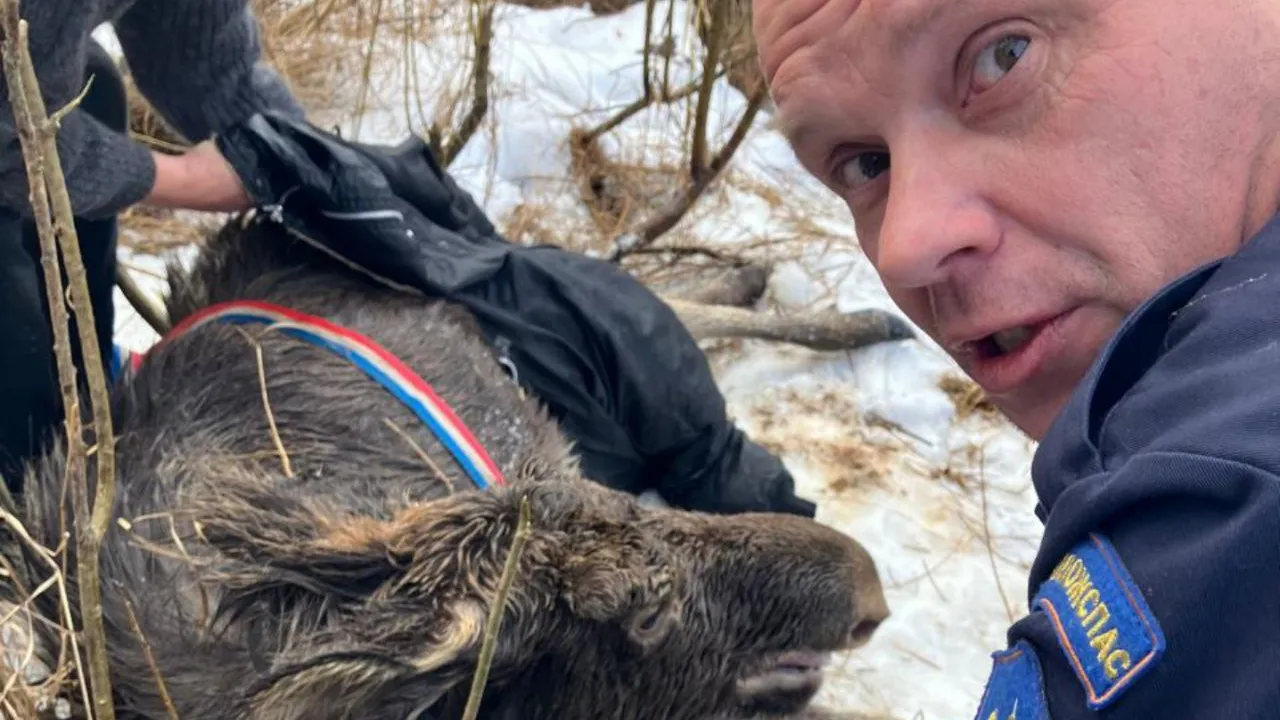 Фото: t.me/gku_mo_mosoblpojspas