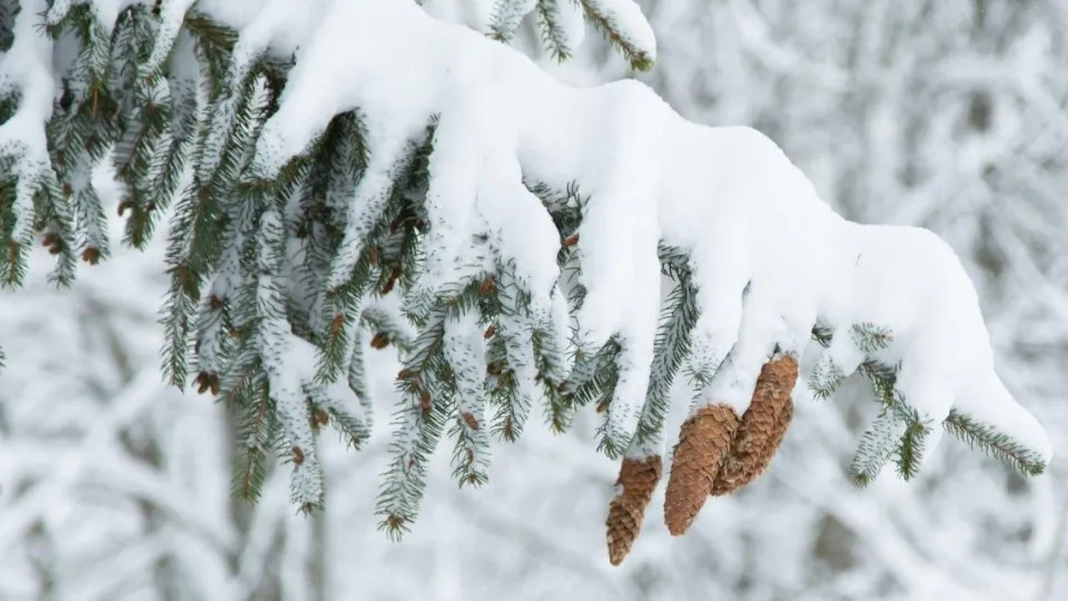 Фото: Комитет лесного хозяйства МО