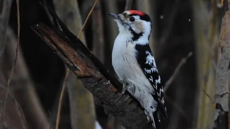 REGIONS/Владимир Ерастов