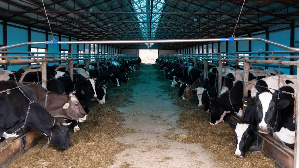 Фото: Администрация г.о. Шаховская