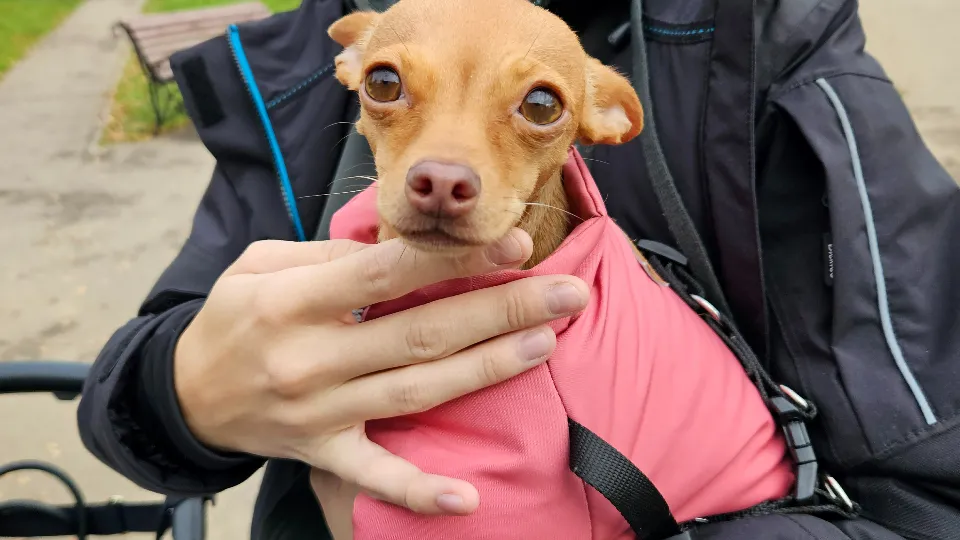 Фото: МедиаБанк Подмосковья/Вероника Горбачева