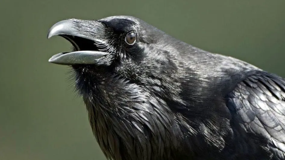 Скрин с видео