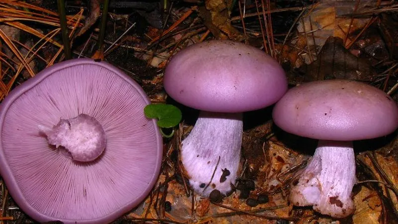Dan Molter (shroomydan) / wikimedia.org
