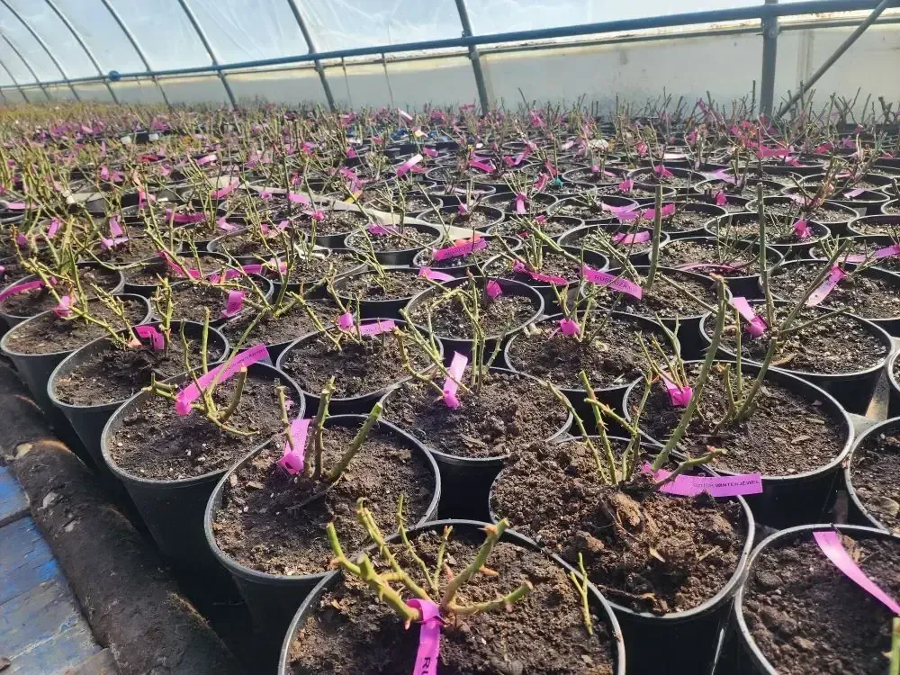 МедиаБанк Подмосковья/Ирина Кузова