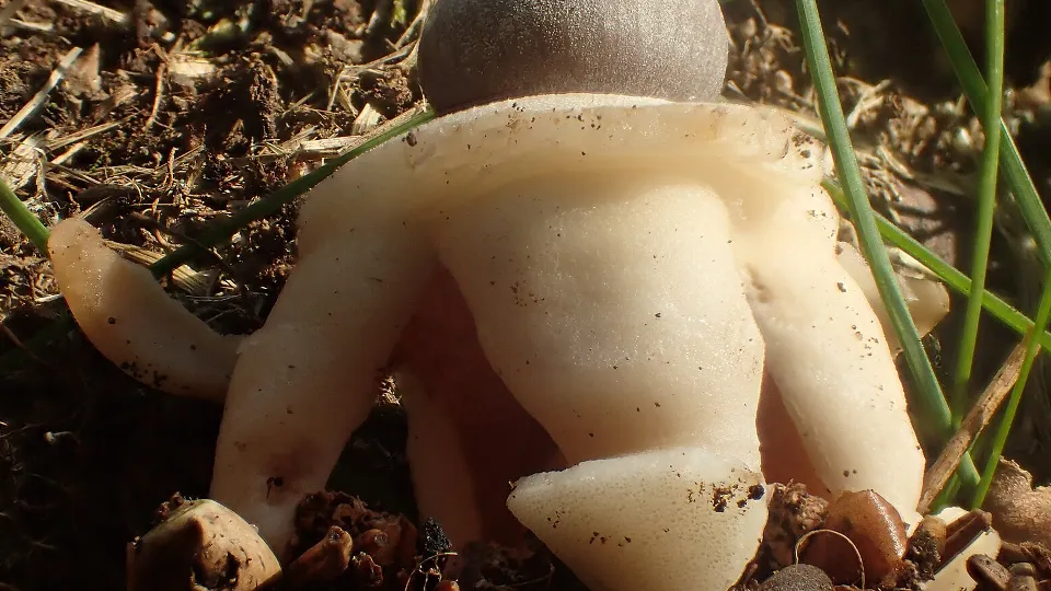 Фото: сommons.wikimedia/Adrien BENOIT à la GUILLAUME