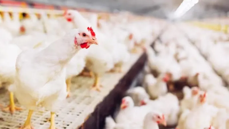 медиасток.рф