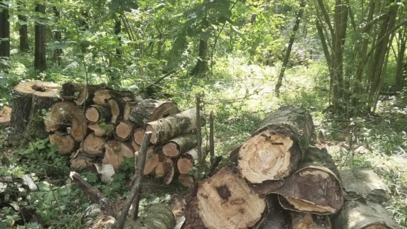 Фото: пресс-служба администрации г.о. Солнечногорск