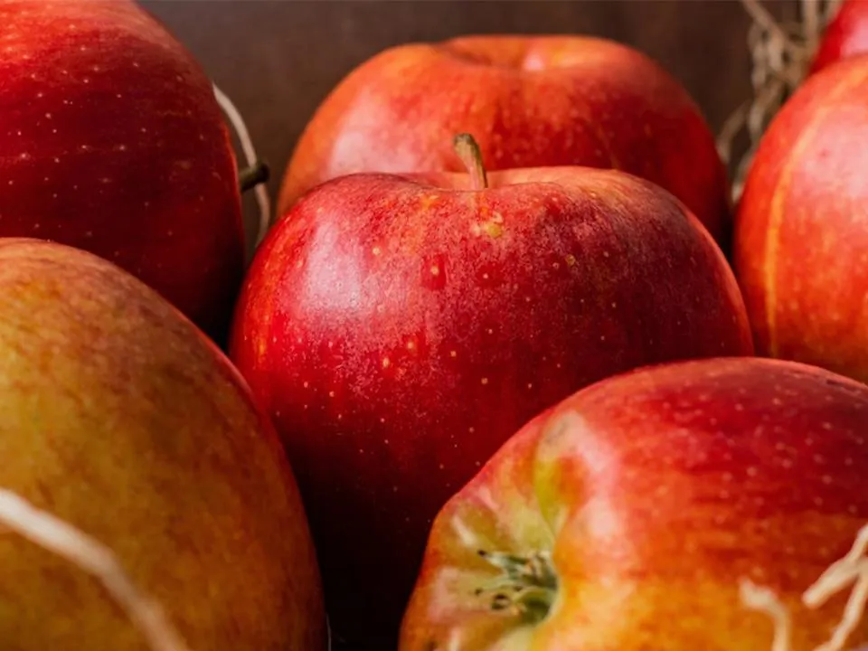 «Воля матушки-природы»: выяснилось, как жительница Солнечногорска смогла вырастить яблоко-гиганта