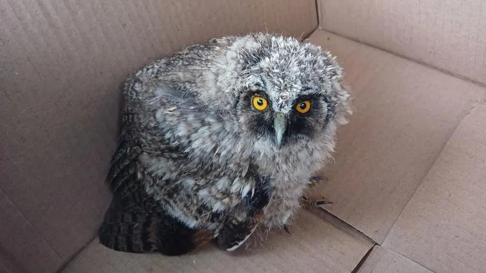 Фото: пресс-служба администрации г.о. Коломна