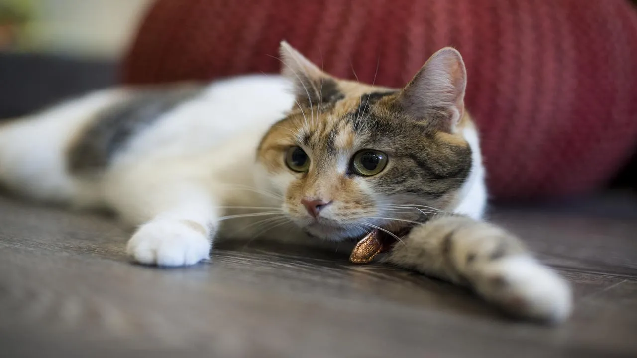 медиасток.рф