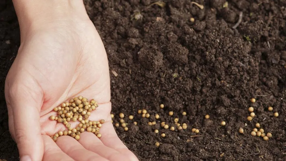 Фото: istockphoto.com/temmuzcan