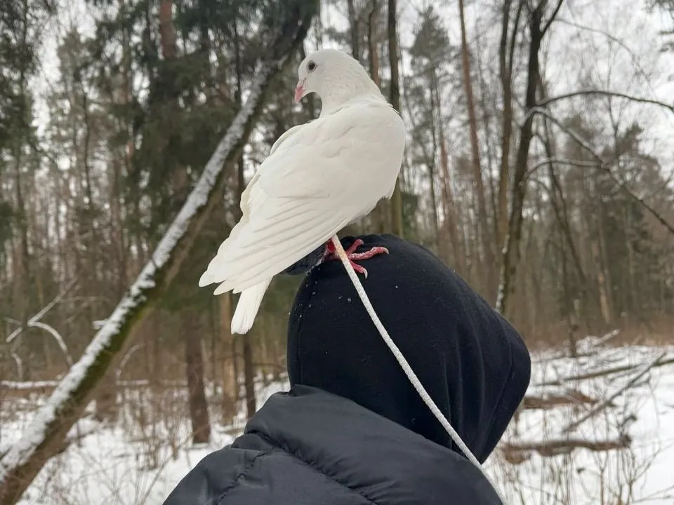 Картинка