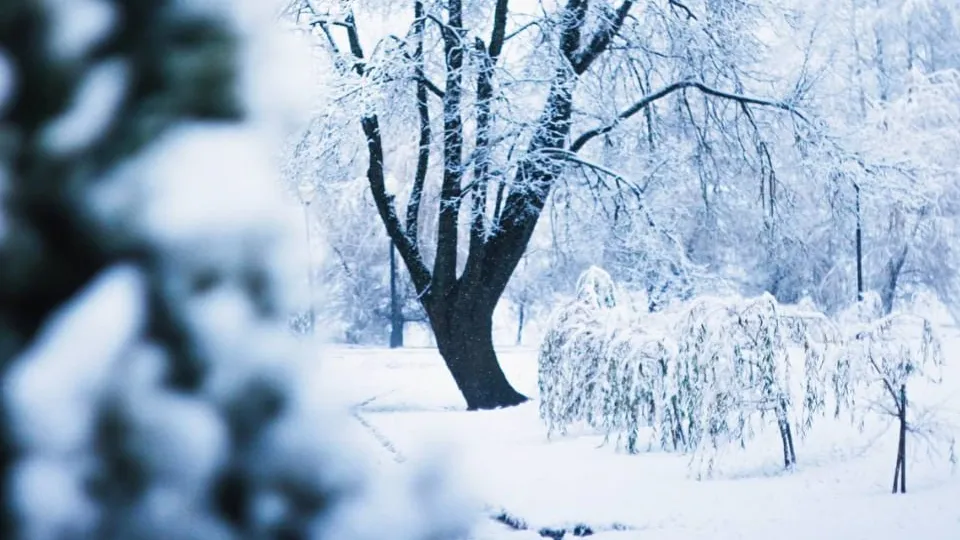 Фото: t.me/mosoblpark