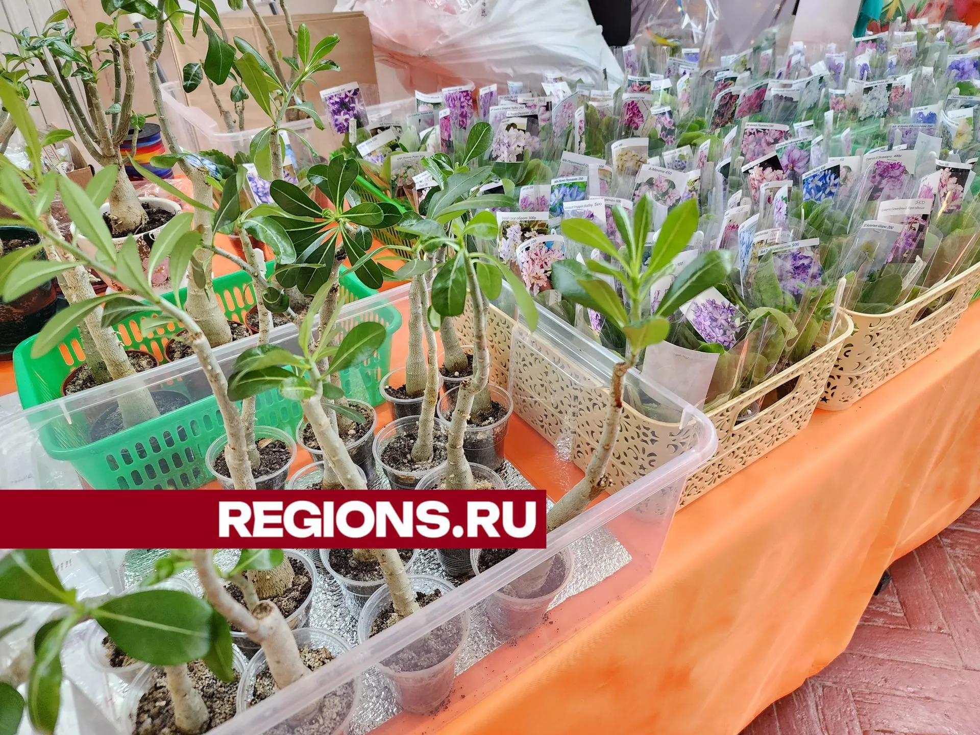 Фото: Ольга Сычева