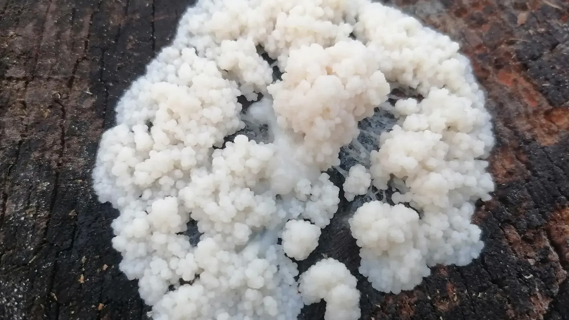 Источник: Алина Полинова