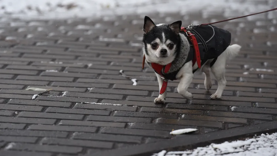 Фото: медиасток.рф