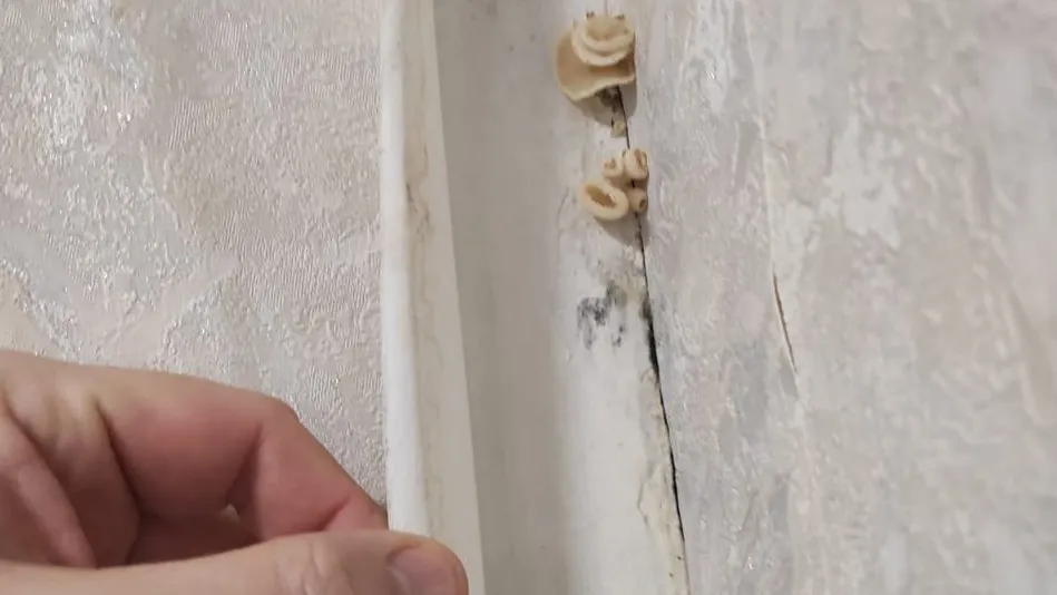 фото: lopasnya.ru