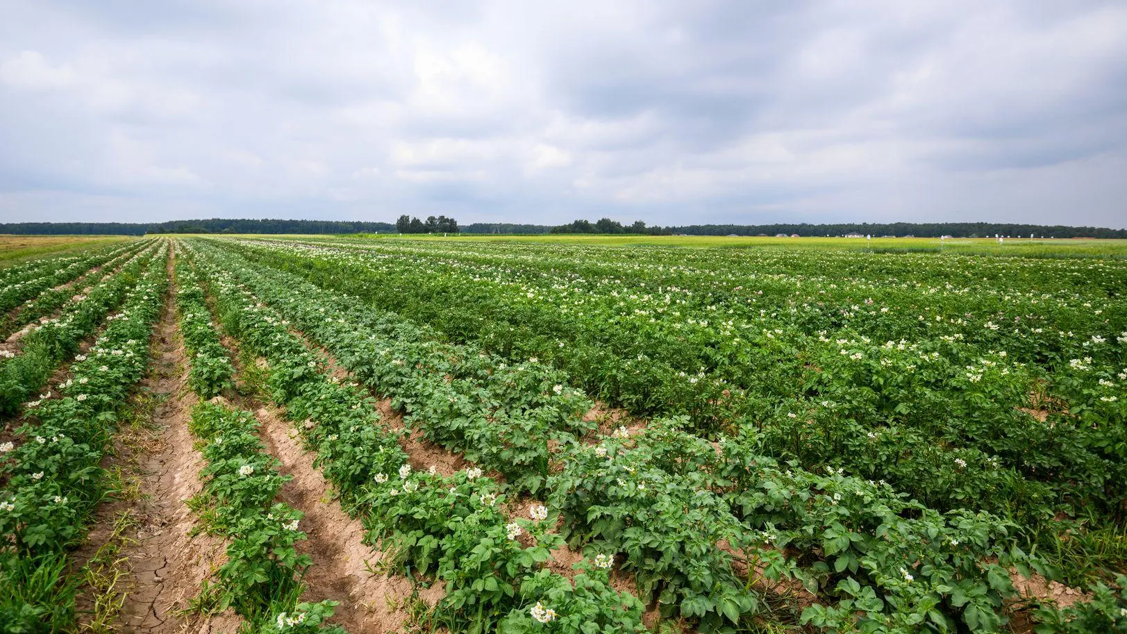 медиасток.рф