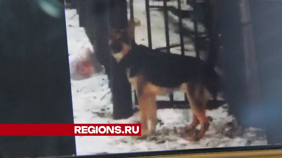 Фото: REGIONS/Василий Тремасов