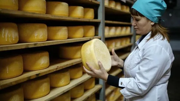 Больше сыра стали производить в Подмосковье