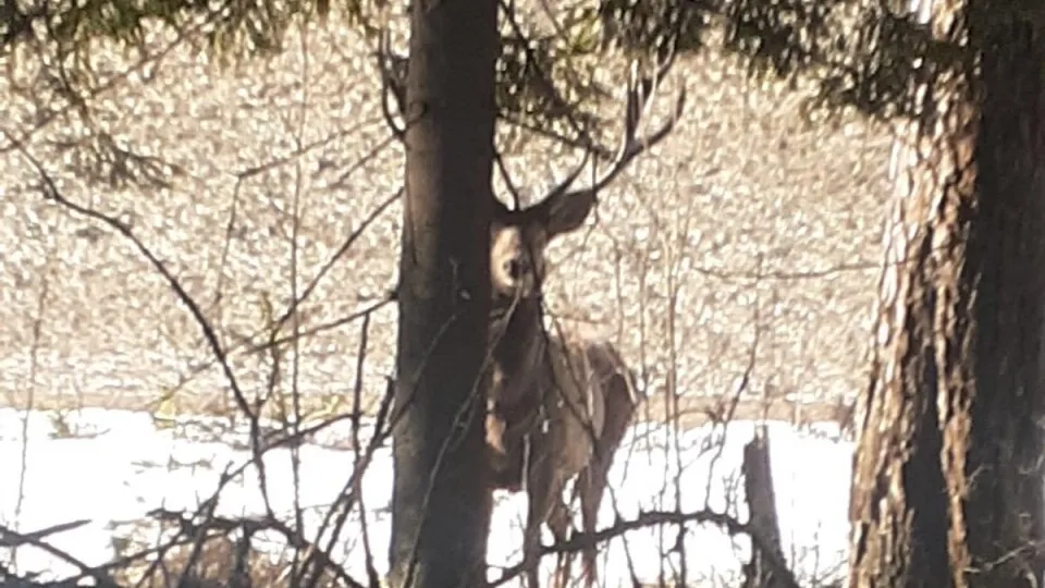 Фото: пресс-служба Комитета лесного хозяйства МО