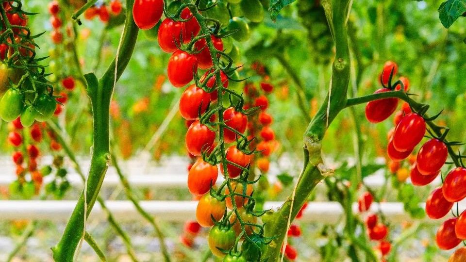 Фото: медиасток.рф