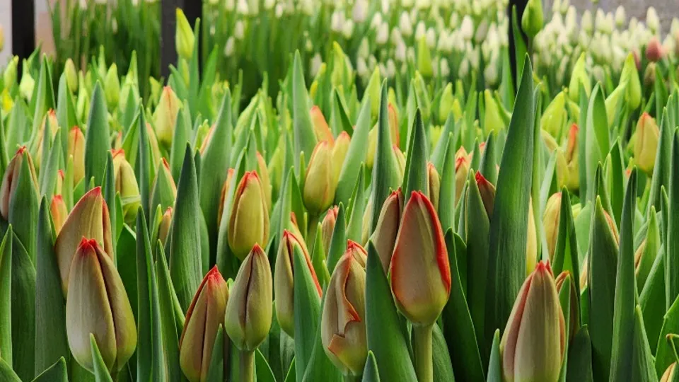 Фото: МедиаБанк Подмосковья/Екатерина Данилина