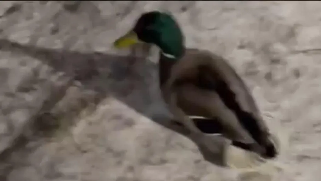 Фото скрин видео соцсети.