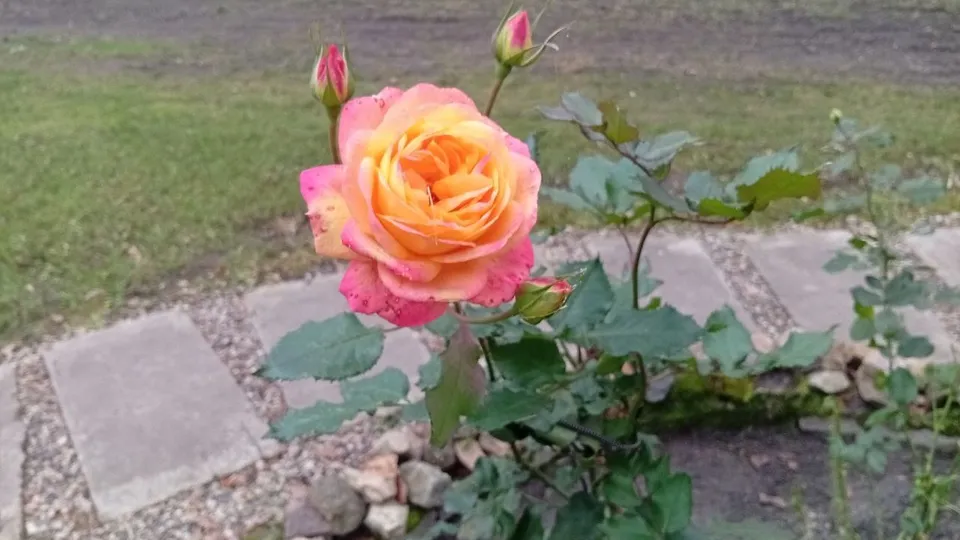 Фото: Дмитрий Роман