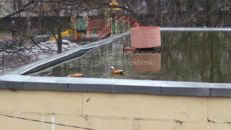 Утки-огари облюбовали «бассейн» на крыше в Химках