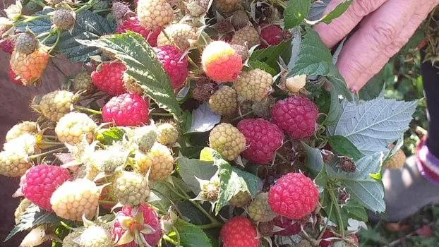 Активное долголетие Зарайск