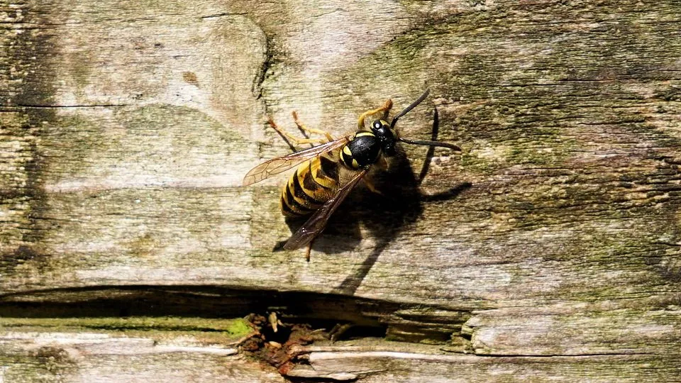 Фото: pixabay.com