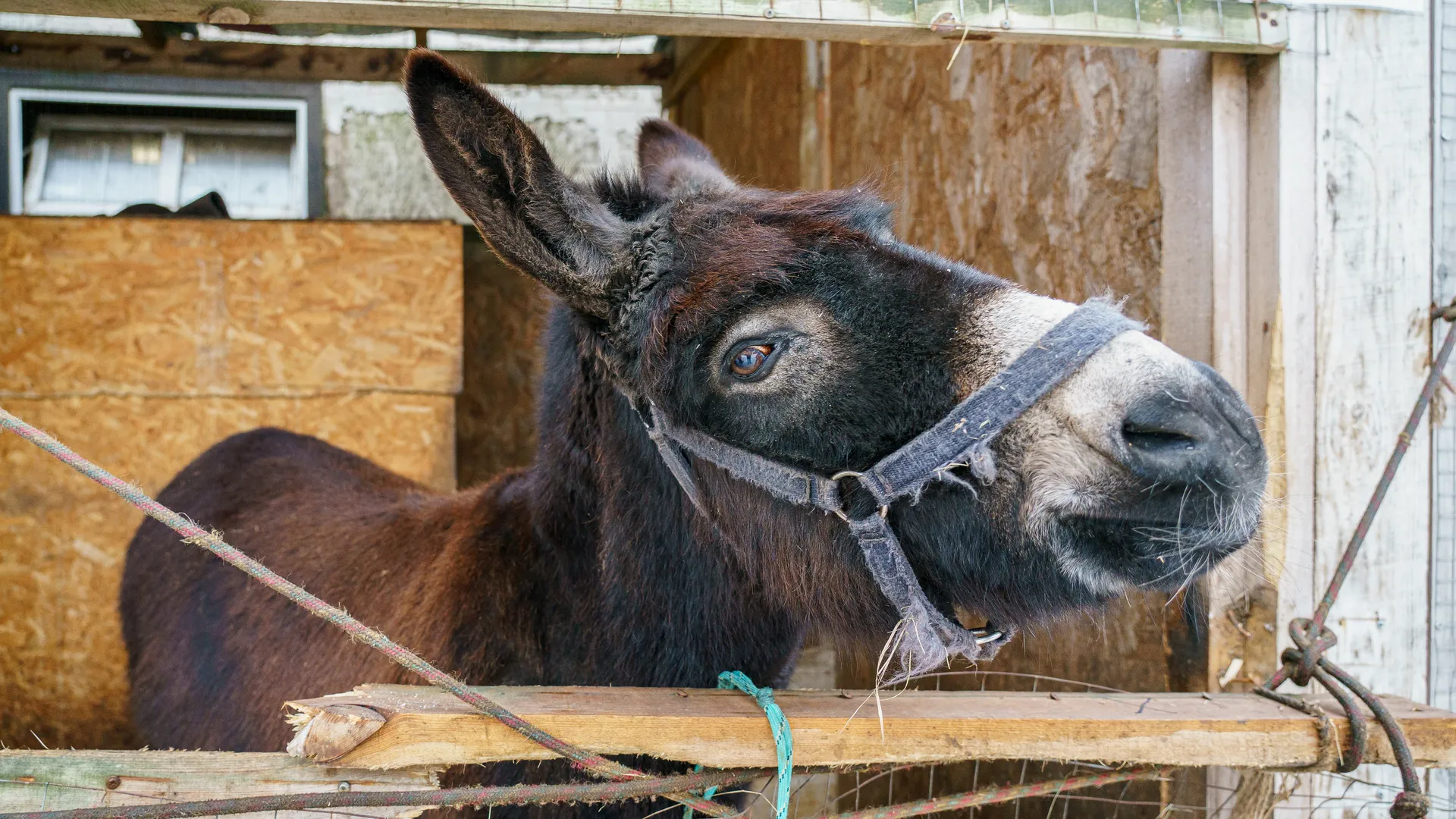 Зооферма Walkservice — экскурсия к северным оленям и хаски